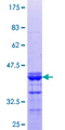 HSD-1 / SPAG8 Protein - 12.5% SDS-PAGE Stained with Coomassie Blue.