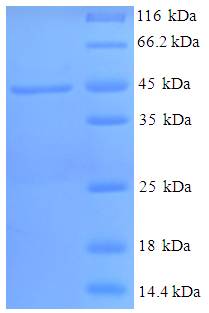 HSD11B1 / HSD11B Protein