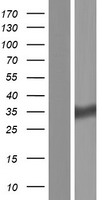 HSD17B11 Protein - Western validation with an anti-DDK antibody * L: Control HEK293 lysate R: Over-expression lysate