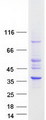 HSD17B11 Protein - Purified recombinant protein HSD17B11 was analyzed by SDS-PAGE gel and Coomassie Blue Staining