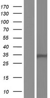 HSD17B13 Protein - Western validation with an anti-DDK antibody * L: Control HEK293 lysate R: Over-expression lysate