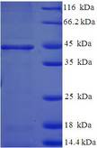 HSD17B14 Protein