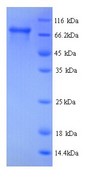HSD17B4 Protein