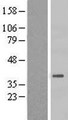 HSD3B7 Protein - Western validation with an anti-DDK antibody * L: Control HEK293 lysate R: Over-expression lysate
