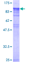 HSF1 Protein - 12.5% SDS-PAGE of human HSF1 stained with Coomassie Blue