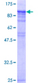 HSF1 Protein - 12.5% SDS-PAGE of human HSF1 stained with Coomassie Blue