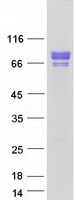 HSF1 Protein - Purified recombinant protein HSF1 was analyzed by SDS-PAGE gel and Coomassie Blue Staining