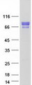 HSF1 Protein - Purified recombinant protein HSF1 was analyzed by SDS-PAGE gel and Coomassie Blue Staining