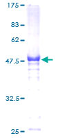 HSF2 Protein - 12.5% SDS-PAGE of human HSF2 stained with Coomassie Blue