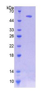 HSF2 Protein - Recombinant  Heat Shock Transcription Factor 2 By SDS-PAGE