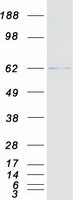 HSF2 Protein - Purified recombinant protein HSF2 was analyzed by SDS-PAGE gel and Coomassie Blue Staining