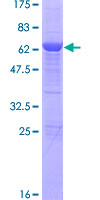 HSF2BP Protein - 12.5% SDS-PAGE of human HSF2BP stained with Coomassie Blue