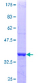 HSF2BP Protein - 12.5% SDS-PAGE Stained with Coomassie Blue.