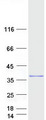 HSF2BP Protein - Purified recombinant protein HSF2BP was analyzed by SDS-PAGE gel and Coomassie Blue Staining