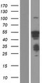 HSF4 Protein - Western validation with an anti-DDK antibody * L: Control HEK293 lysate R: Over-expression lysate