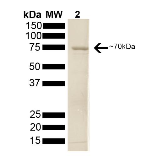 HSP70 / Heat Shock Protein 70 Protein - SDS-PAGE of 70kDa Hsp70 protein.