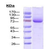 HSP70 / Heat Shock Protein 70 Protein - SDS-PAGE of endotoxin-free 70kDa native human Hsp70 protein.