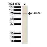 HSP70 / Heat Shock Protein 70 Protein - SDS-PAGE of 70kDa Hsp70 protein.