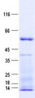 HSP70L1 / HSPA14 Protein