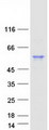 HSP70L1 / HSPA14 Protein - Purified recombinant protein HSPA14 was analyzed by SDS-PAGE gel and Coomassie Blue Staining