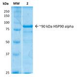 HSP90AA / HSP90 Alpha Protein - SDS-Page of human HSP90 Alpha protein. Lane 1: Molecular Weight Ladder (MW). Lane 2: Human HSP90 alpha protein.