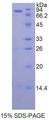HSP90AB1 / HSP90 Alpha B1 Protein - Recombinant Heat Shock Protein 90kDa Alpha B1 By SDS-PAGE