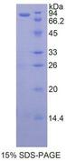 HSP90AB1 / HSP90 Alpha B1 Protein - Recombinant Heat Shock Protein 90kDa Alpha B1 By SDS-PAGE