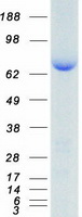 HSP90AB1 / HSP90 Alpha B1 Protein - Purified recombinant protein HSP90AB1 was analyzed by SDS-PAGE gel and Coomassie Blue Staining