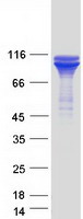 HSP90B1 / GP96 / GRP94 Protein - Purified recombinant protein HSP90B1 was analyzed by SDS-PAGE gel and Coomassie Blue Staining