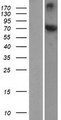 HSPA12A Protein - Western validation with an anti-DDK antibody * L: Control HEK293 lysate R: Over-expression lysate