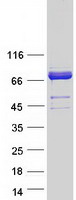 HSPA12A Protein - Purified recombinant protein HSPA12A was analyzed by SDS-PAGE gel and Coomassie Blue Staining