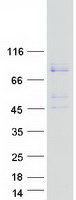 HSPA12B Protein - Purified recombinant protein HSPA12B was analyzed by SDS-PAGE gel and Coomassie Blue Staining