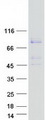 HSPA12B Protein - Purified recombinant protein HSPA12B was analyzed by SDS-PAGE gel and Coomassie Blue Staining