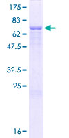HSPA13 Protein - 12.5% SDS-PAGE of human STCH stained with Coomassie Blue
