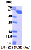 HSPA13 Protein