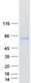 HSPA13 Protein - Purified recombinant protein HSPA13 was analyzed by SDS-PAGE gel and Coomassie Blue Staining