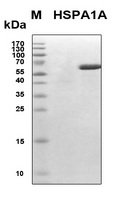 HSPA1A Protein