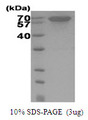 HSPA1A Protein