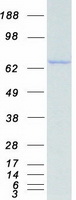 HSPA1A Protein - Purified recombinant protein HSPA1A was analyzed by SDS-PAGE gel and Coomassie Blue Staining