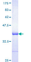 HSPA1B Protein - 12.5% SDS-PAGE Stained with Coomassie Blue.