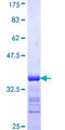 HSPA1L Protein - 12.5% SDS-PAGE Stained with Coomassie Blue.