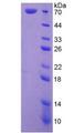 HSPA1L Protein - Recombinant Heat Shock 70kDa Protein 1 Like Protein By SDS-PAGE