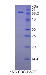 HSPA1L Protein - Recombinant Heat Shock 70kDa Protein 1 Like Protein By SDS-PAGE