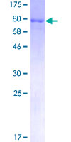 HSPA2 Protein - 12.5% SDS-PAGE of human HSPA2 stained with Coomassie Blue