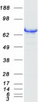 HSPA2 Protein - Purified recombinant protein HSPA2 was analyzed by SDS-PAGE gel and Coomassie Blue Staining