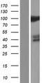 HSPA4 / APG-2 Protein - Western validation with an anti-DDK antibody * L: Control HEK293 lysate R: Over-expression lysate