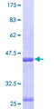 HSPA4 / APG-2 Protein - 12.5% SDS-PAGE of human HSPA4 stained with Coomassie Blue