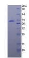 HSPA4 / APG-2 Protein - Recombinant Heat Shock 70kDa Protein 4 By SDS-PAGE