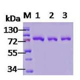 HSPA5 / GRP78 / BiP Protein - SDS-PAGE of 78kDa native human Grp78 protein.
