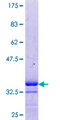 HSPA5 / GRP78 / BiP Protein - 12.5% SDS-PAGE Stained with Coomassie Blue.